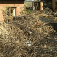 Thatch strewn all about title=